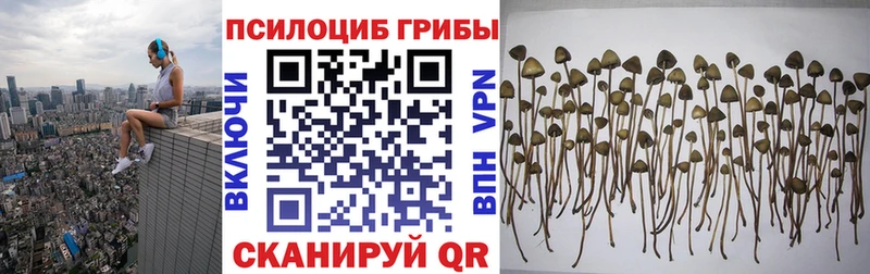 Псилоцибиновые грибы GOLDEN TEACHER  darknet какой сайт  Поворино 